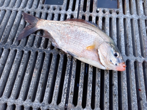 ウミタナゴの釣果