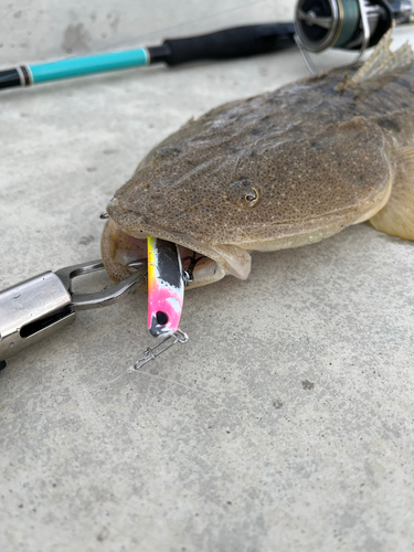 マゴチの釣果