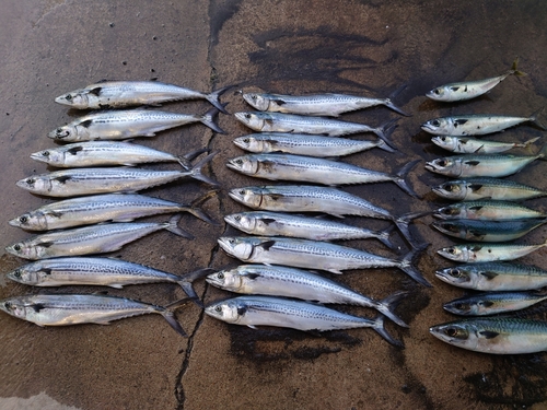 サゴシの釣果