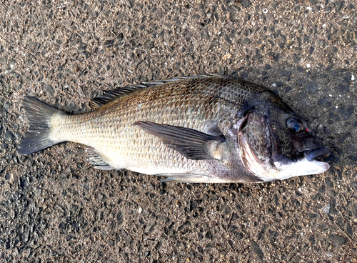 チヌの釣果