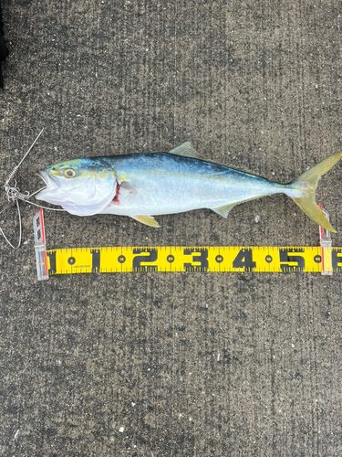 イナダの釣果