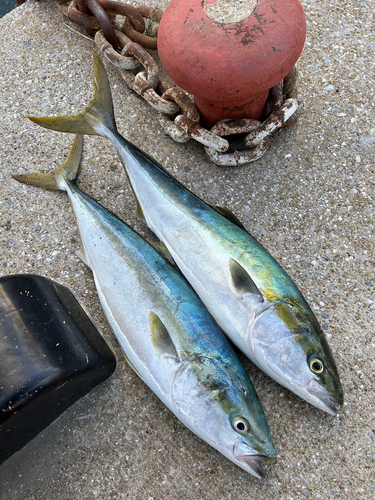 ブリの釣果