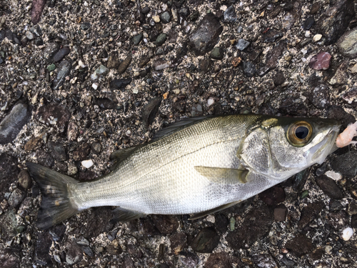 セイゴ（マルスズキ）の釣果