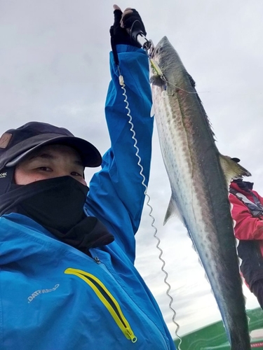 サゴシの釣果