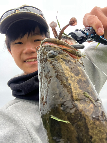 ライギョの釣果