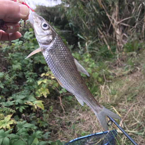 ニゴイの釣果