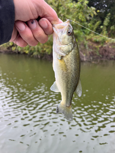 ラージマウスバスの釣果