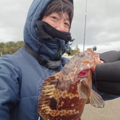 キジハタの釣果