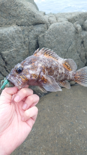 オウゴンムラソイの釣果