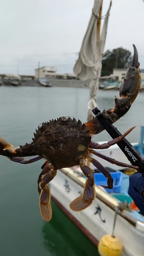 カニの釣果