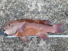 コブダイの釣果