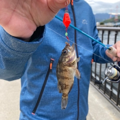 シロメバルの釣果