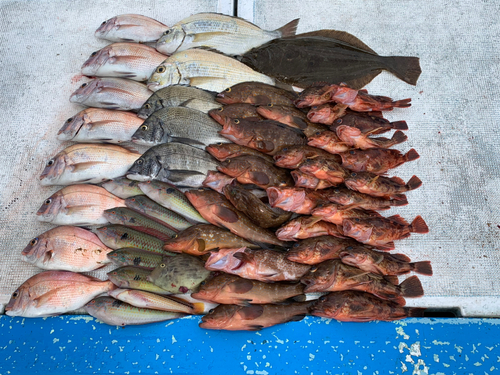 ヘダイの釣果