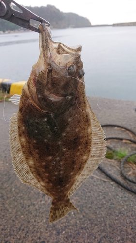 ヒラメの釣果