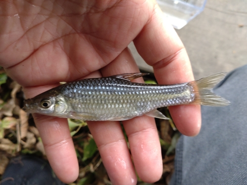 モツゴの釣果