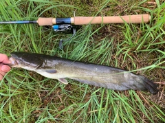 ニホンナマズの釣果