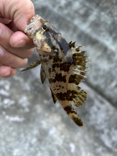 タケノコメバルの釣果