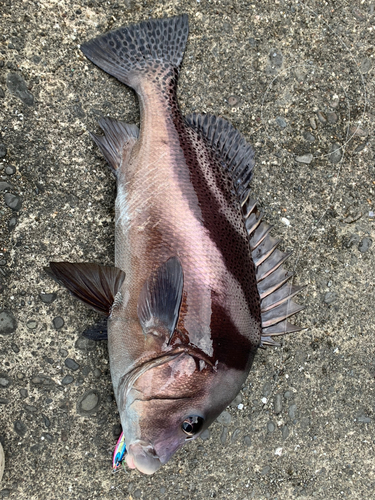 コショウダイの釣果