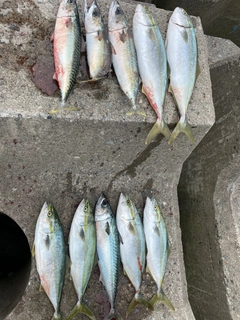 イナダの釣果