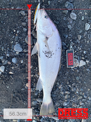 オオニベの釣果