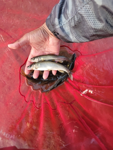 アユの釣果