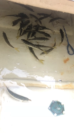 マアジの釣果
