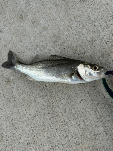 フッコ（タイリクスズキ）の釣果