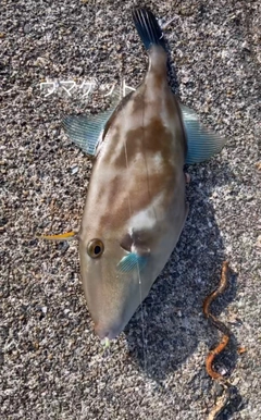 ウマヅラハギの釣果