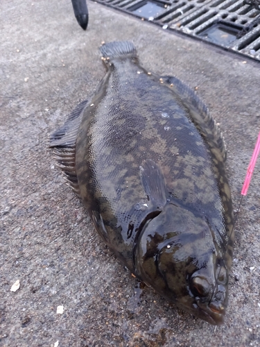 クロガシラガレイの釣果