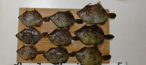 カワハギの釣果