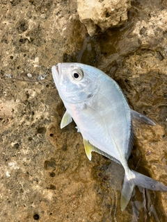 メッキの釣果