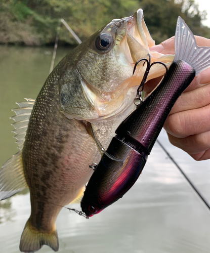 ラージマウスバスの釣果