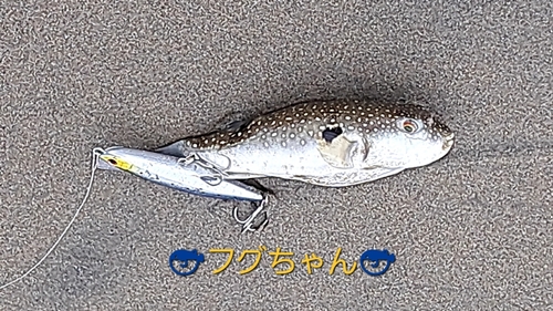 クサフグの釣果