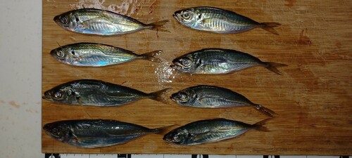 アジの釣果