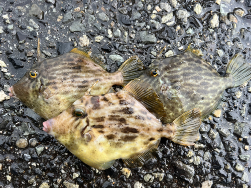 カワハギの釣果