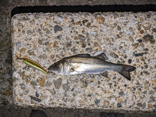 セイゴ（マルスズキ）の釣果