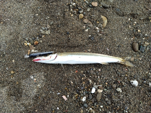 カマスの釣果