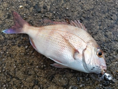 マダイの釣果