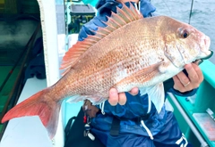 マダイの釣果