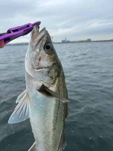 スズキの釣果