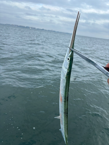 ダツの釣果