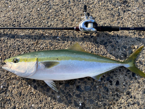 ハマチの釣果