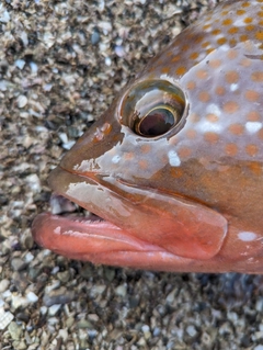 キジハタの釣果