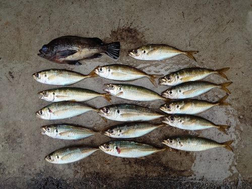 アジの釣果