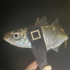 マアジの釣果