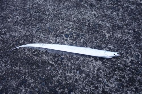 タチウオの釣果