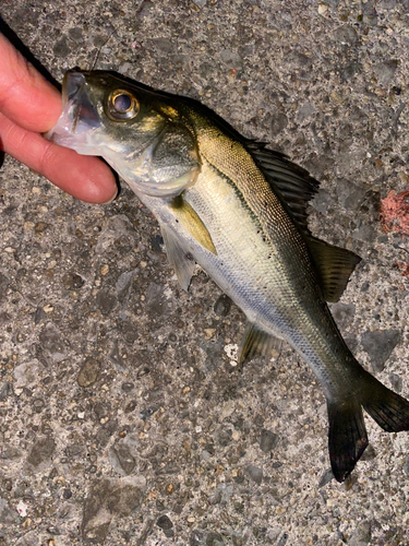 セイゴ（マルスズキ）の釣果