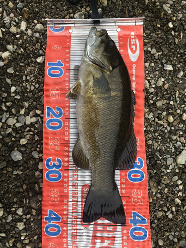 スモールマウスバスの釣果