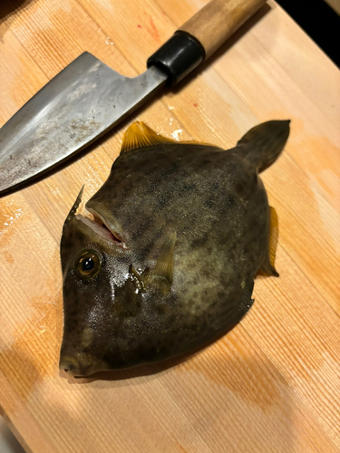 カワハギの釣果