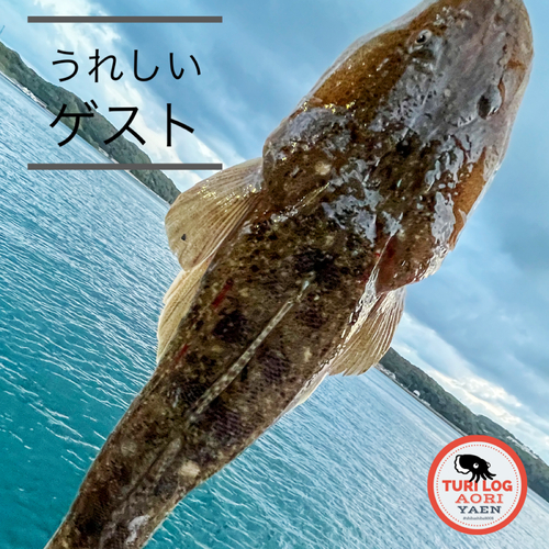 マゴチの釣果